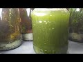 How To Grow Green Water (For Ostracods)