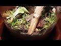 Plants and Animals in a Closed Jar - Making a closed terrestrial ecosystem