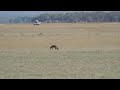 jackal @ Amboseli