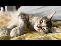 Super Adorable Moments of a Cute Sleepy Cat | Relaxing and Soothing Cute Cat 🎶 #cat #cats #catvideos