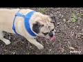 Pug Kingsley and Labrador Sandy, out having a great time on their walk