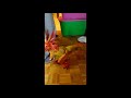 Anzu the Velociraptor puppet