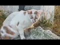 Watch the funny cat 😀