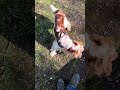 Welsh springer spaniel runs for treat