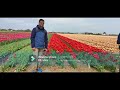 Tulip Fields 2022 | Spring Attraction, Netherlands
