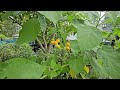 Dwarf tamarillo first taste. #rarefruit #foodforest