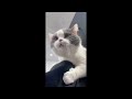 😂 Funniest Cats and Dogs Videos 😺🐶 || 🥰😹 Hilarious Animal Compilation №348