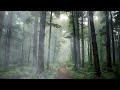 Tranquil Forest - Lofi Music