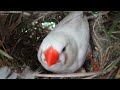Feathered Family Chronicles Day 7: A Heartwarming Journey of Bird Parents Raising Their Newborns