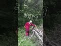 Clearing a fallen tree with an axe & a katana