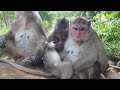 deep life family performing monkey
