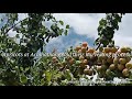 September 7, 2020 Apricot fruit and harvesting process at Achinathang