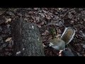 Putting my nuts in a squirrels mouth