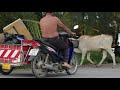 Phuket Roundround - When Cows having dinner at Tala