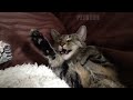 😼 Cats fails compilation, try not to laugh 😂 Cute and funny cat videos
