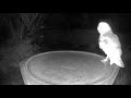 Owl At The Birdbath