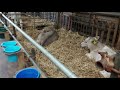 Calf Rearing. Tips and Tricks. Lice