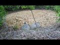 Epic Gopher Tortoise Combat (Trail Camera Video)