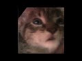 Kitten sings Dame Da Ne