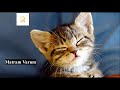 Unknown Facts about Cats in Tamil | Interesting Facts | Matram Varum | Tamil