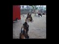 😹😂 Funny Dog And Cat Videos 😻😸 Best Funny Animal Videos # 17
