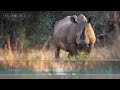 White Rhino Sound - Grunts, roar and breathing sounds.