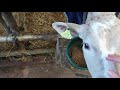 Calf Rearing. Weekly update