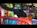 Cute Kitten Playing on a Store Shelf