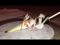 Orchid mantis drumming