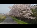 Sakura ride 2021/4 Kurose River