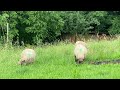 Enjoy watching the peaceful sheep 🐑 eat
