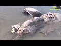 Top 5 Extremely Rare Moments! Killer Whales Defeat Other Opponents! TGMA Wild Animals