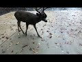 Zombie Deer