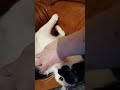 Audrey cat massage