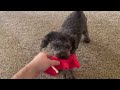 FUNNY POODLE PLAYING