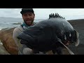 HUGE GROPER and many more fish Day 3 South Coast Island Trip