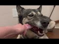 Raw Feeding a Wolfdog - Thanksgiving Edition