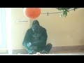 Silverback worries about his son who wants to be alone｜Shabani Group