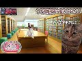 逃走中をすることになった猫たちの日常パート３【猫ミーム】【猫マニ】