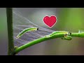 Beautiful Green Caterpillars ❤️