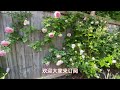 多伦多最美龙沙墙？Eden Climber Rose，龙沙宝石花墙养成4大关键！寒冷地区的花友也可以拥有！来看看我的美中不足