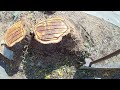 how to poison a tree stump