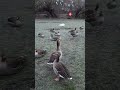 Ducks quacking on a lake and some sleeping .