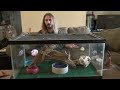 Bearded Dragon Cage Setup Tutorial