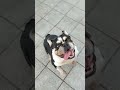 AKC Registered Black Tri English Bulldog Playing With The Rope