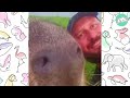 Capybara Makes a Human Friend And Brings Him to the Whole Family | Cuddle Buddies