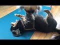 Yoga with needy dogs