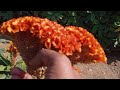 YELLOW Queen /Yellow  Flowers Celosia