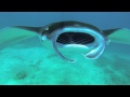 GoPro: Diving With Manta Rays
