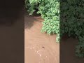 Middletown/Swatara Creek flooding 7/26/2018